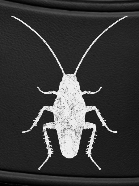 Cockroach Insect Entomology