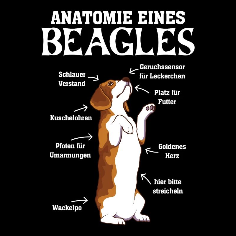Anatomie eines Beagles Hundehalter Beagle