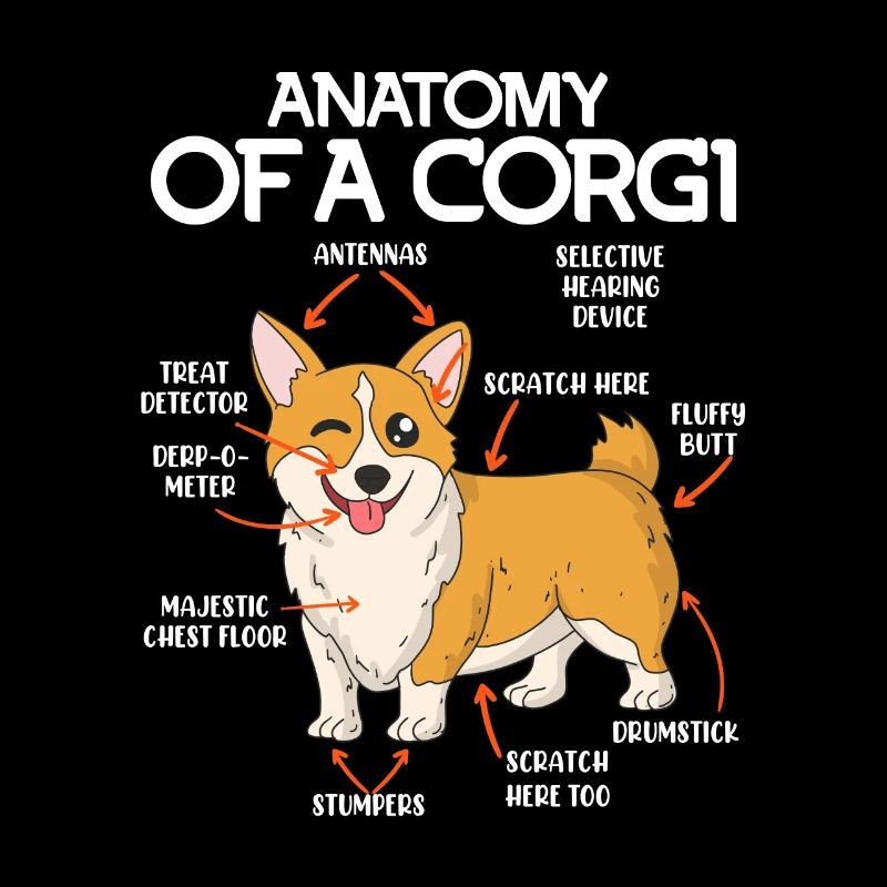 Anatomie canine Welsh Corgi anatomie canine