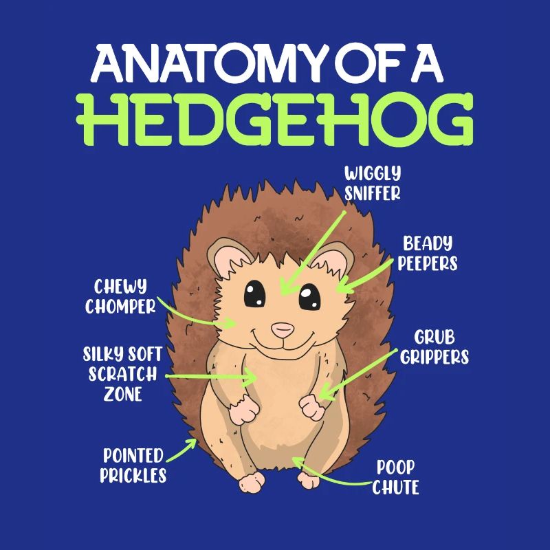 Anatomie eines Igel