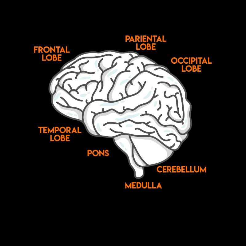 Medizin Studium Anatomie eines Gehirns Arzt