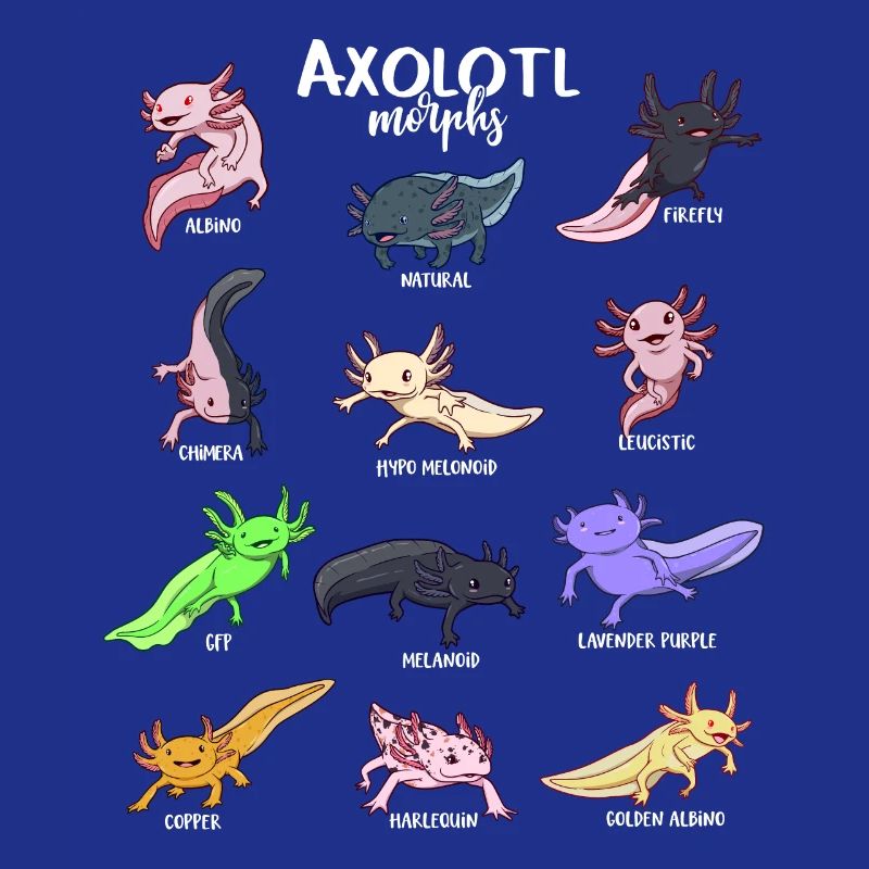Différents types d’axolotl kawaii