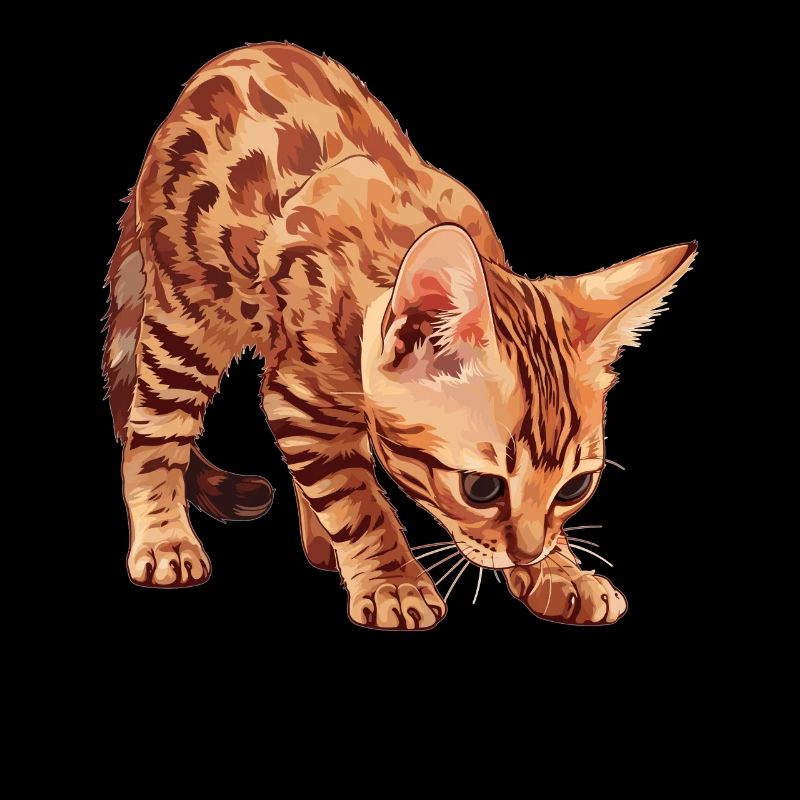 Ocicat Chaton Ocicat Chat