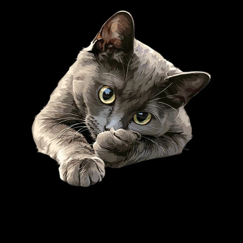Chat bleu russe Russisch Blau Katze