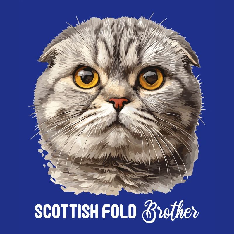 Scottish Fold Kitten Scottish Fold chat