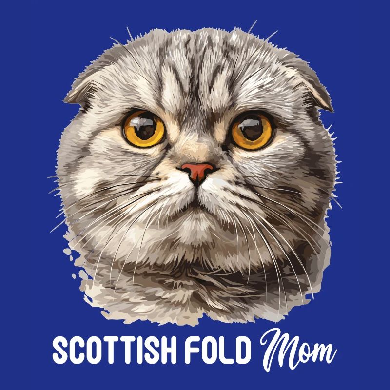 Scottish Fold Kitten Scottish Fold Cat