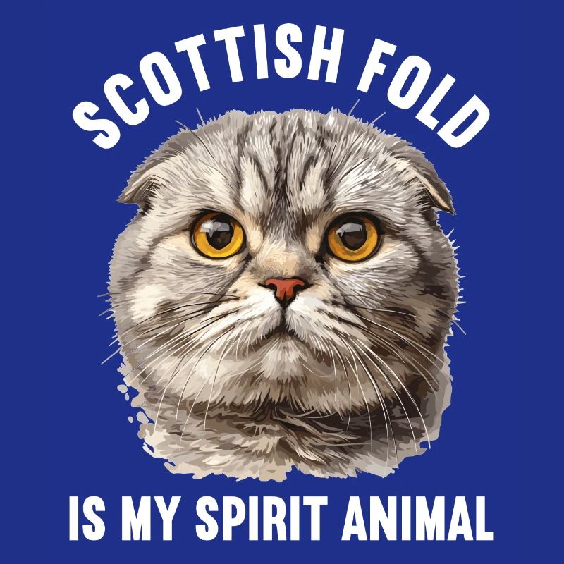 Scottish Fold Kätzchen Scottish Fold Katze