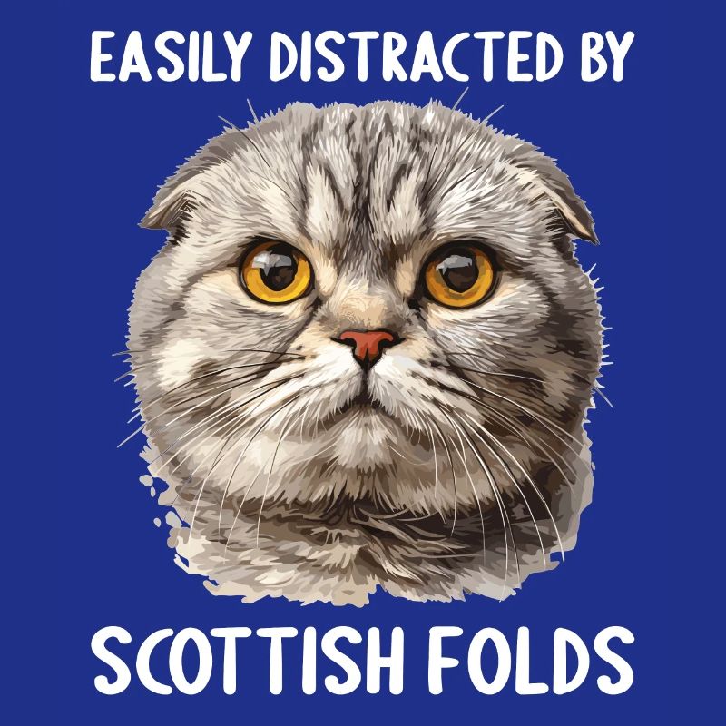 Scottish Fold Kitten Scottish Fold Cat