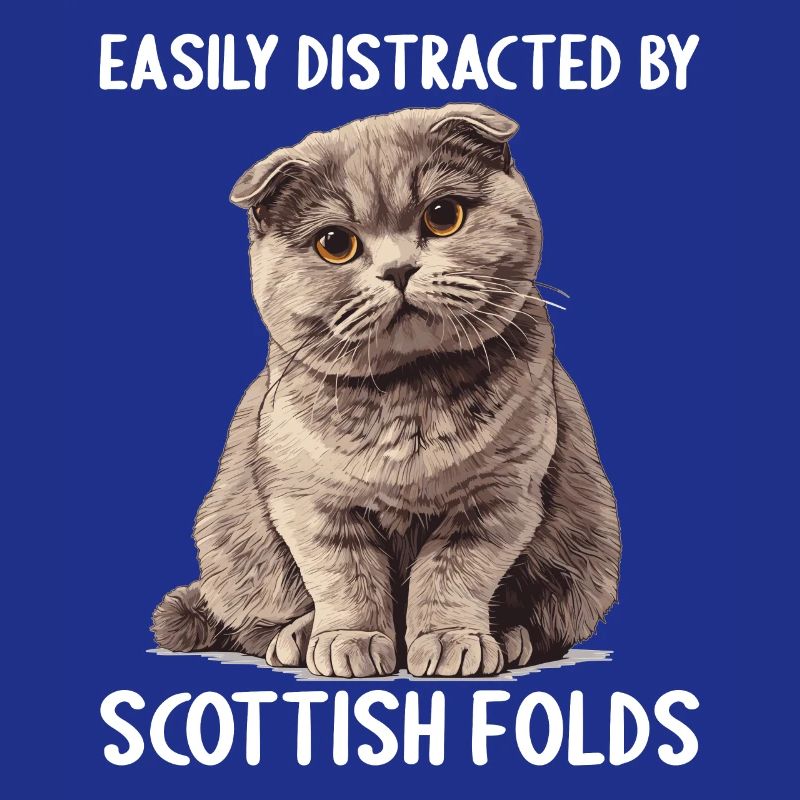 Scottish Fold Kitten Scottish Fold chat