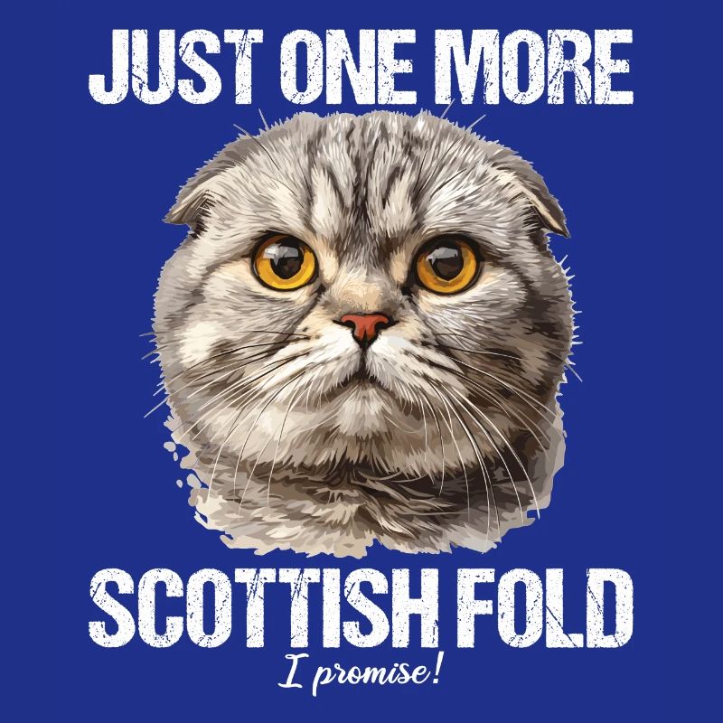 Scottish Fold Kitten Scottish Fold Cat