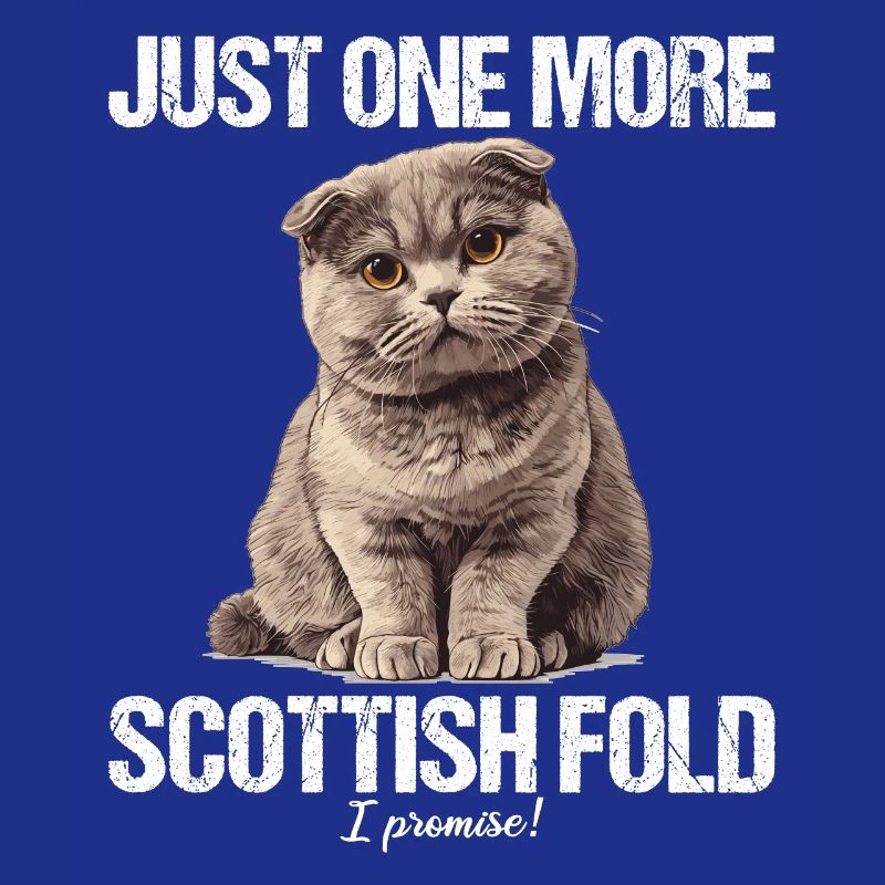 Scottish Fold Kitten Scottish Fold Cat