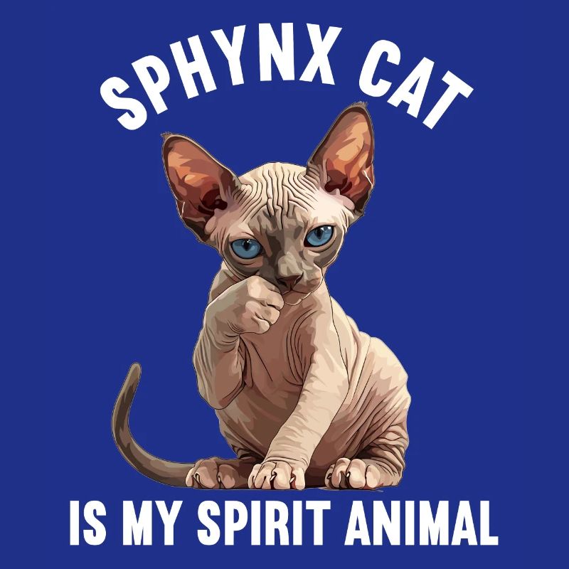 Chaton Sphynx Chat Sphynx