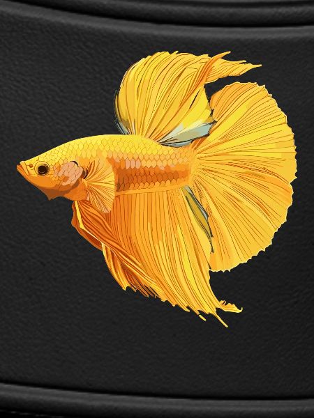 Bettas Betta Poisson Betta