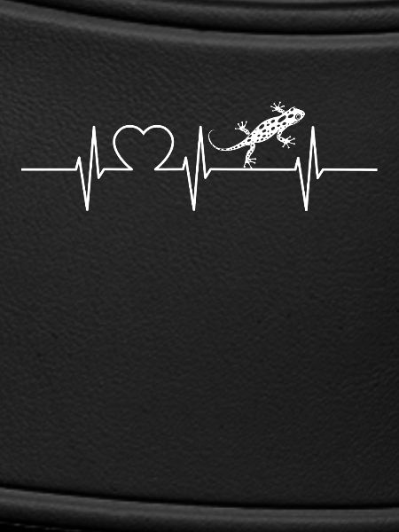 Salamanders Salamander