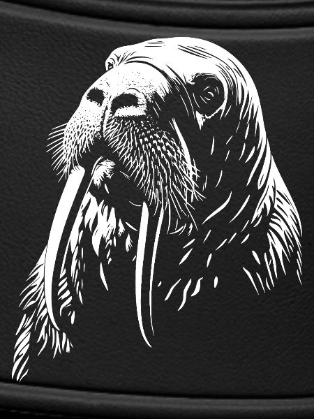 Walrus