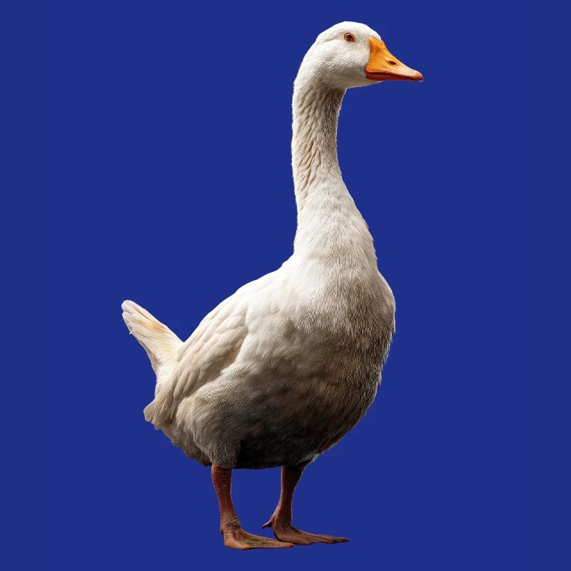Goose Cute Goose Chicks Goose Chick Duck Small Geese