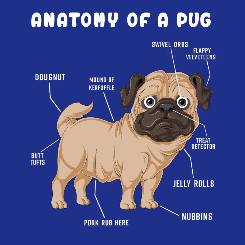 Mops-Anatomie