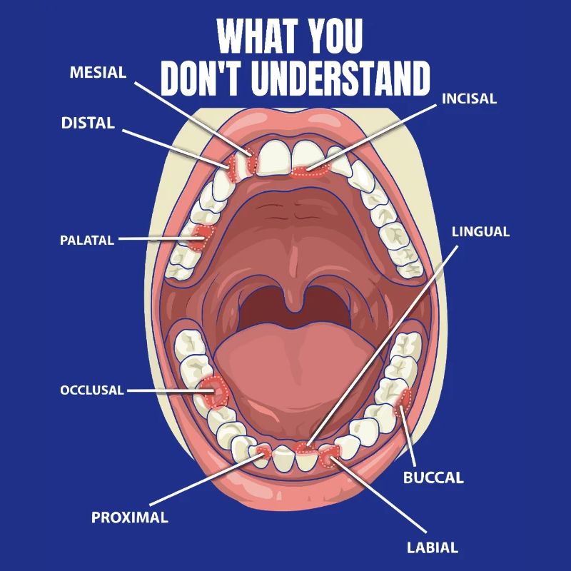 Teeth Surfaces Dental Assistant Dentist
