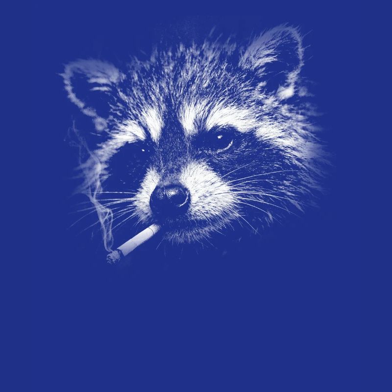 Rauchen, Zigarette, Waschbär raucht eine Zigarette