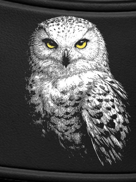 Snowy owl