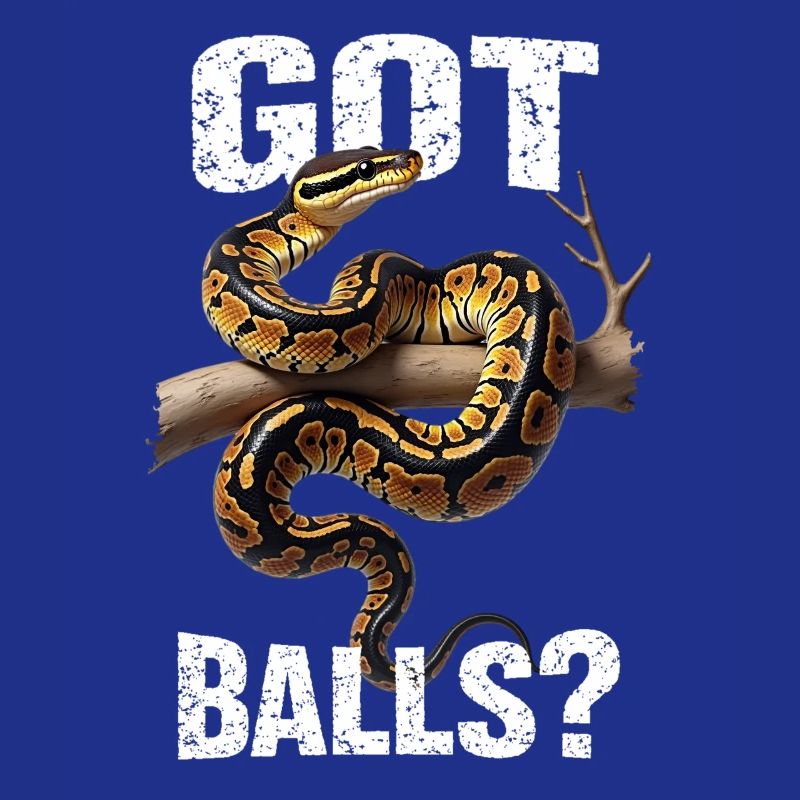 Königspython Schlangen Liebhaber Terrarium Python