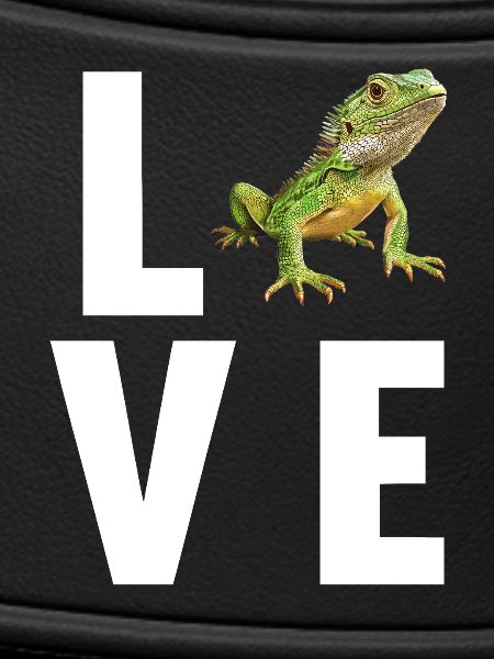 Lizards Lizard