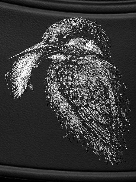 kingfishers