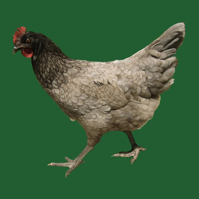 graues Huhn