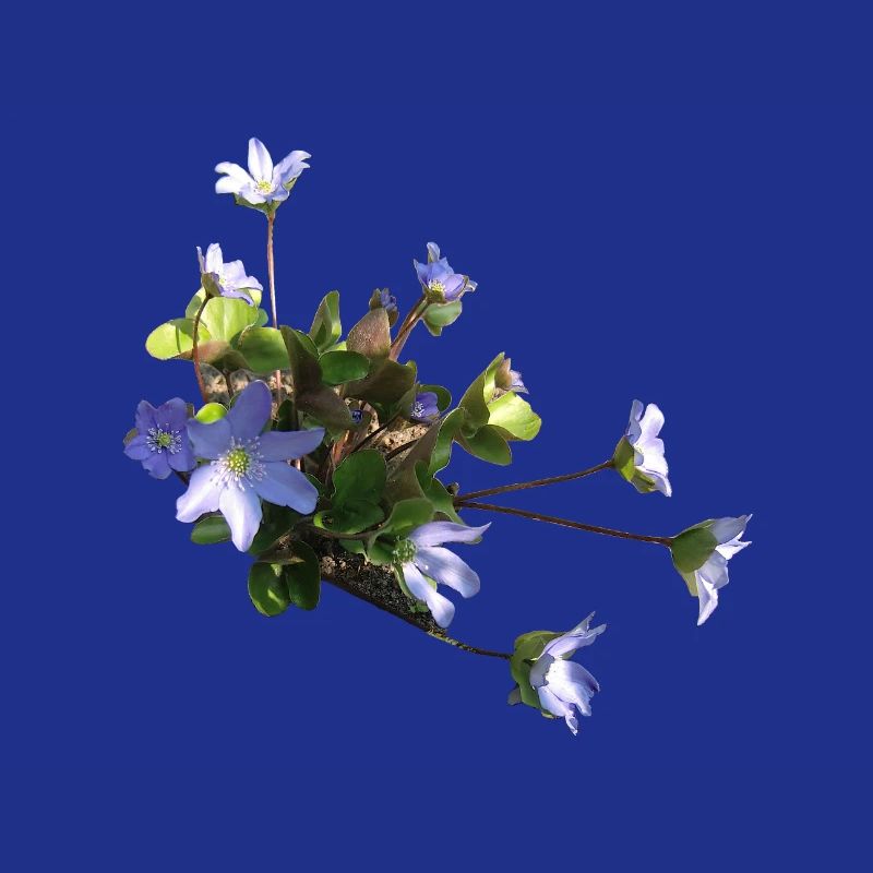 Leberblümchen