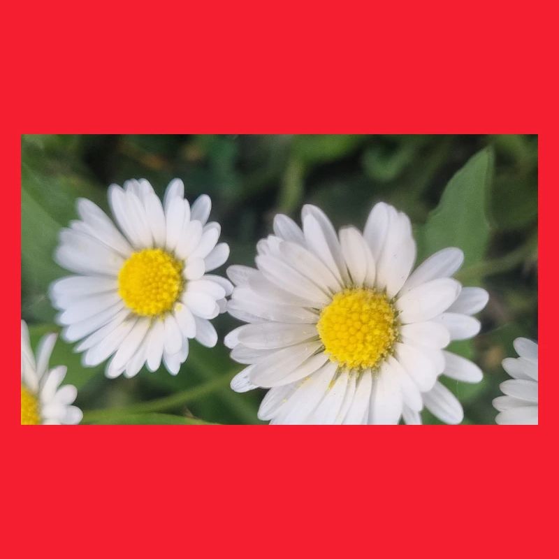 Daisy Spring Flair
