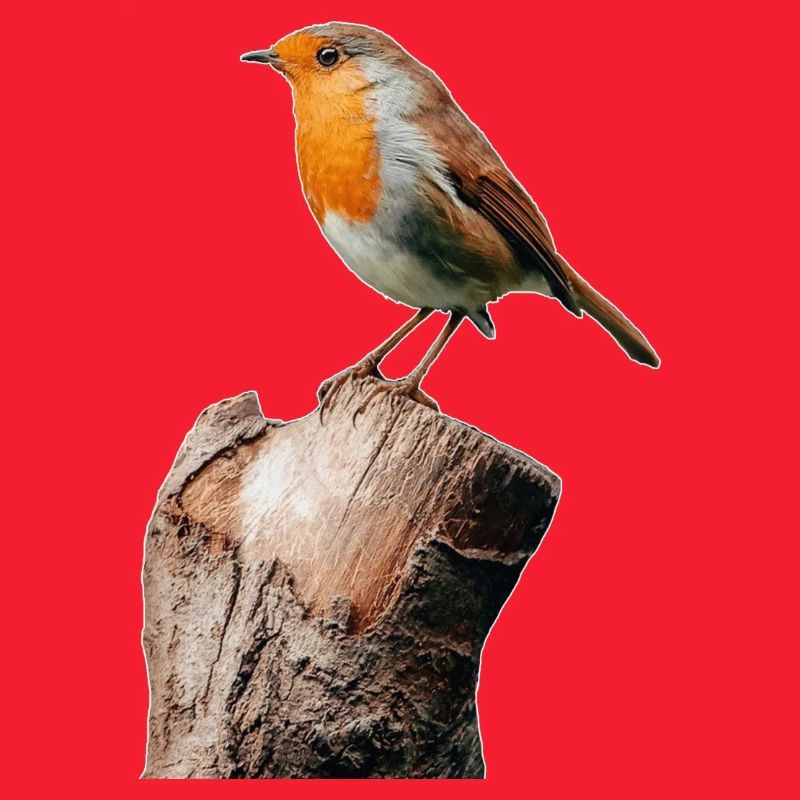 Robin