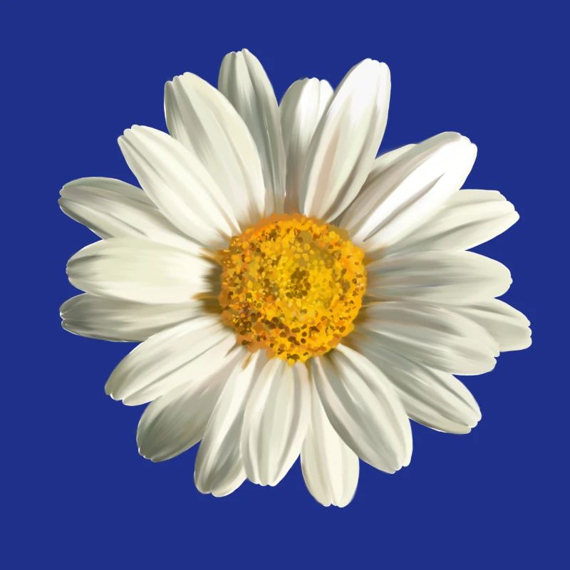 chamomile
