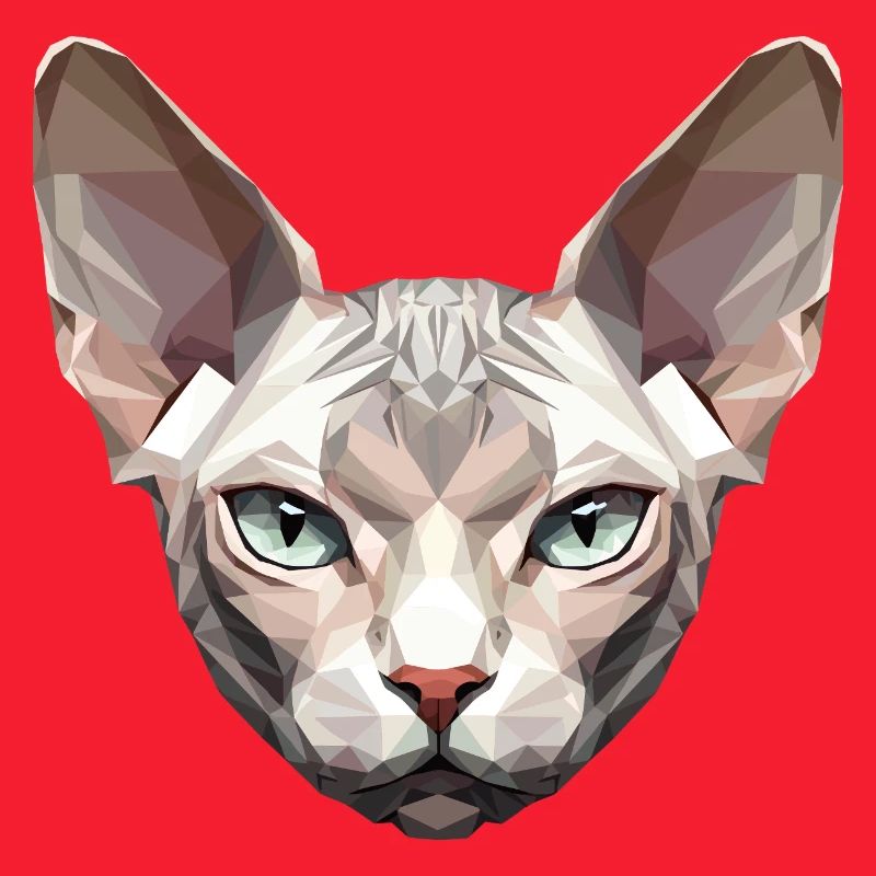 Sphynx Chat Sphynx Chat Chat Canadien Sphinx mignon