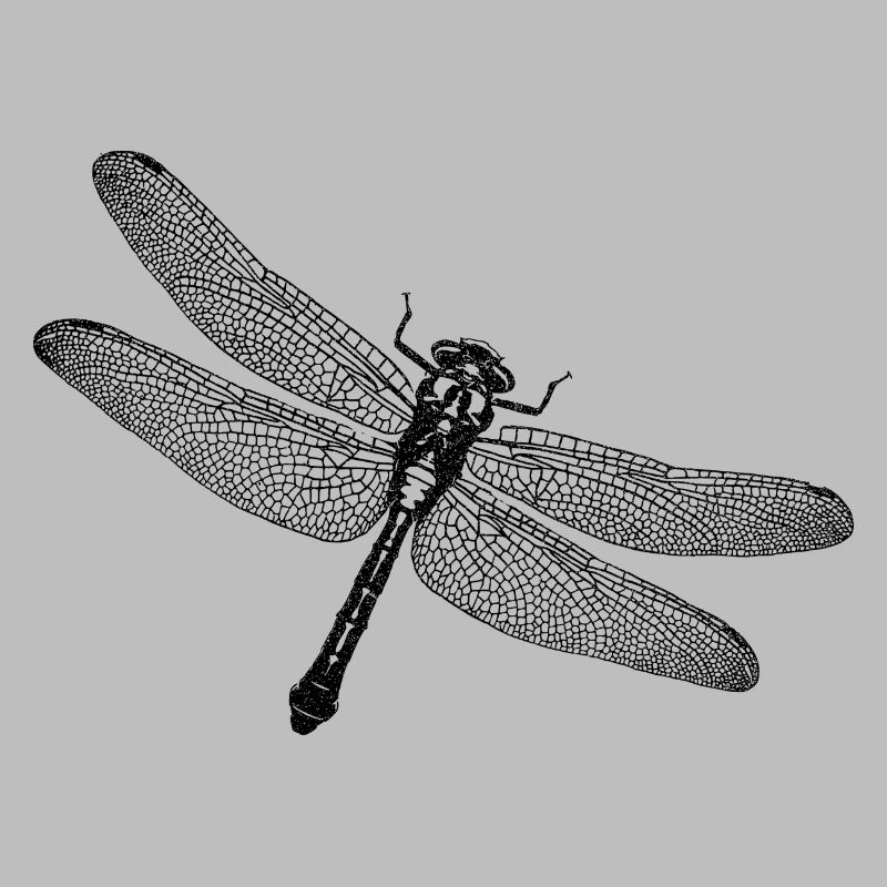 Libelle