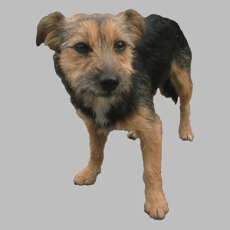 Chien