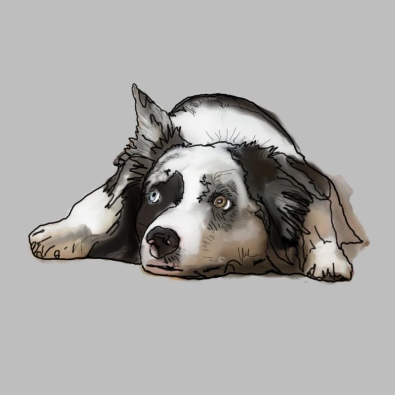 Australian Shepherd