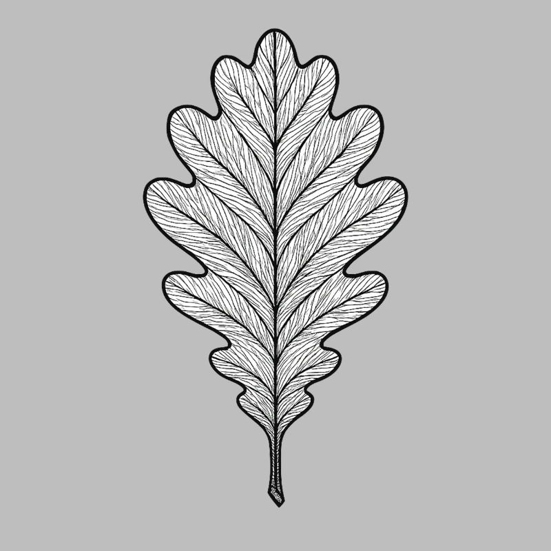 Monochromes Eichenblatt-Design