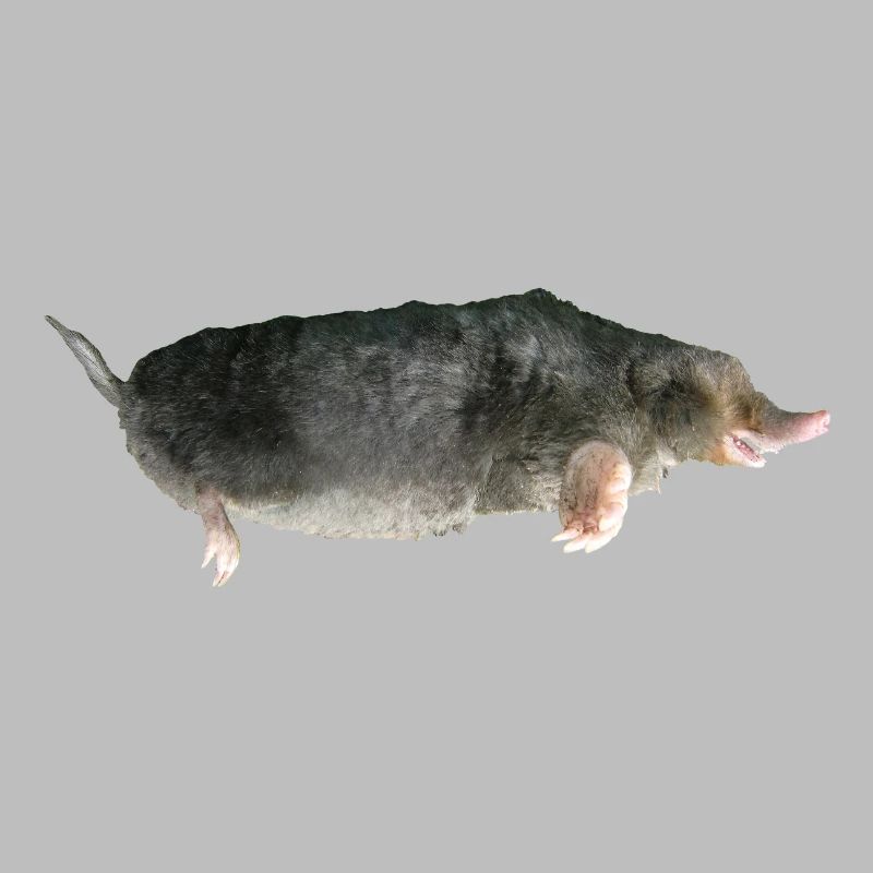 Mole