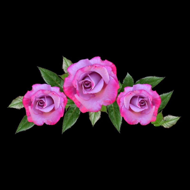 roses