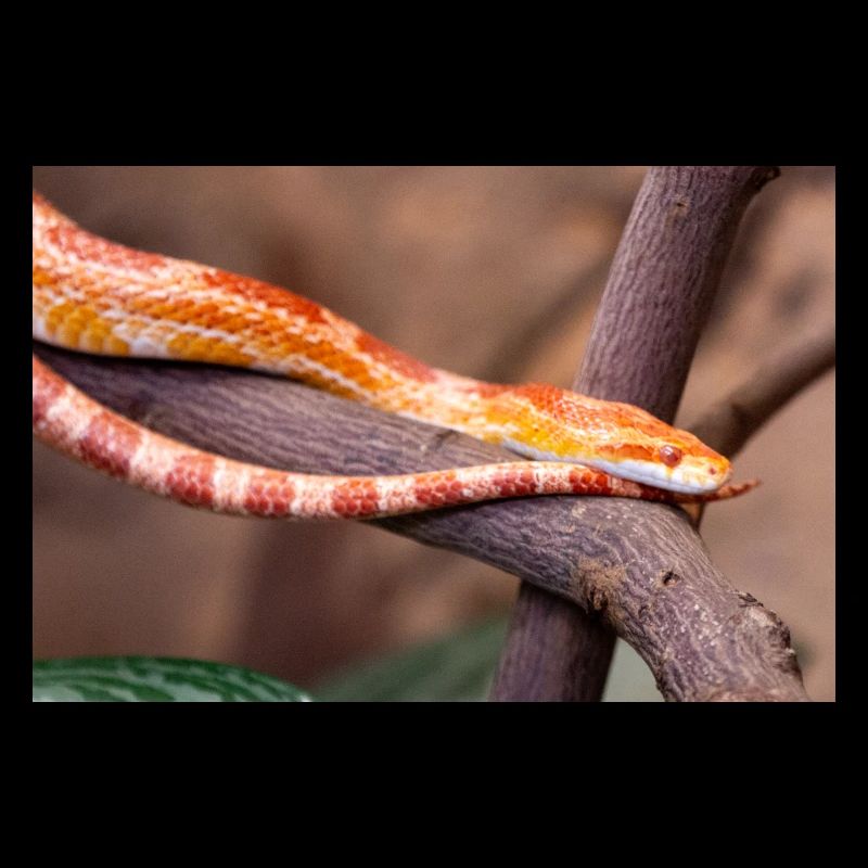 corn snake also red rat snake (Kornnatter)
