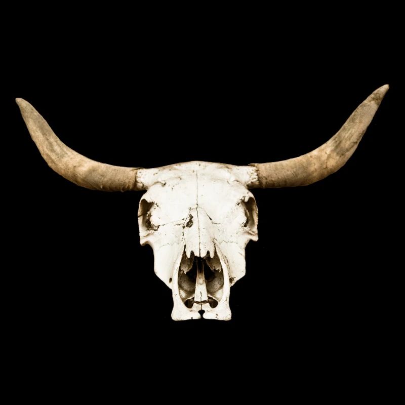 stier-schaedel