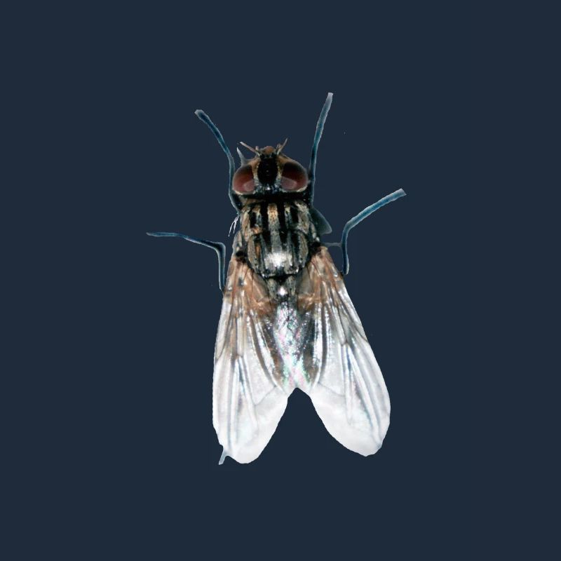 fliege