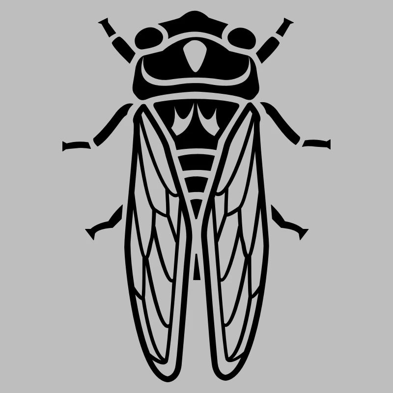 Cicada - insect
