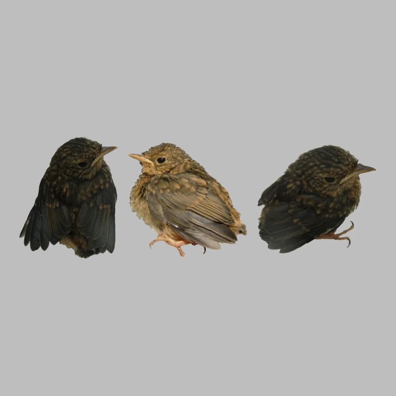 Robin Branches