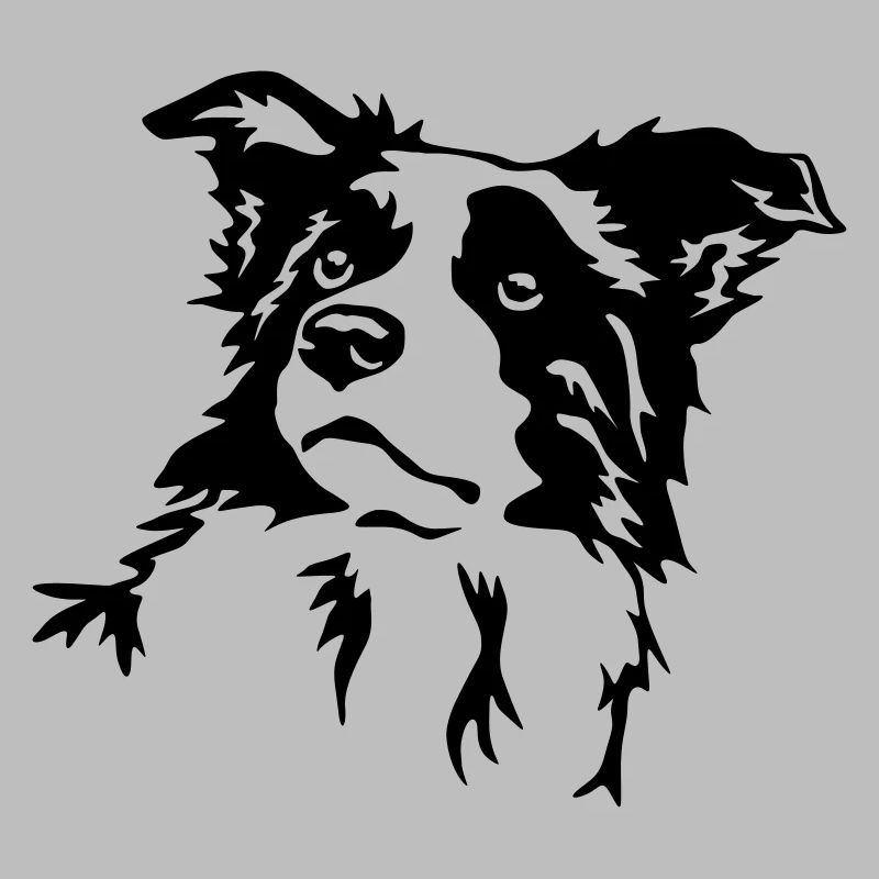 Border Collie Kopf