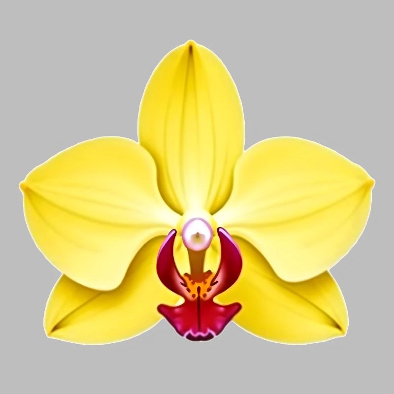 Orchidee