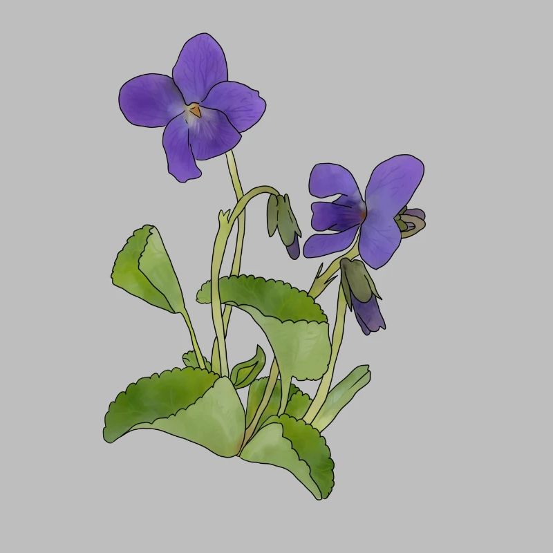 Veilchen