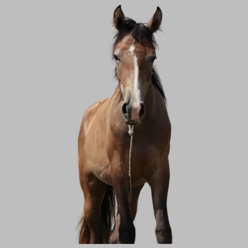Pferd Mädchen Geschenk