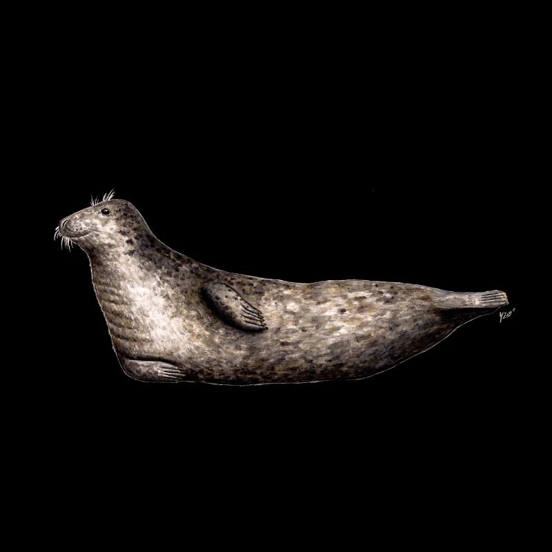 Phoque gris - phoque gris - gris Phoque