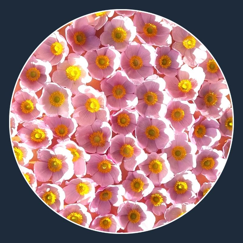 Automne Annemons Fleurs Cercle Fleur Rose Point